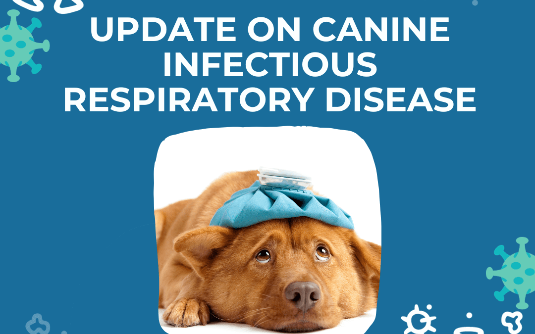 New form of canine infectious respiratory disease