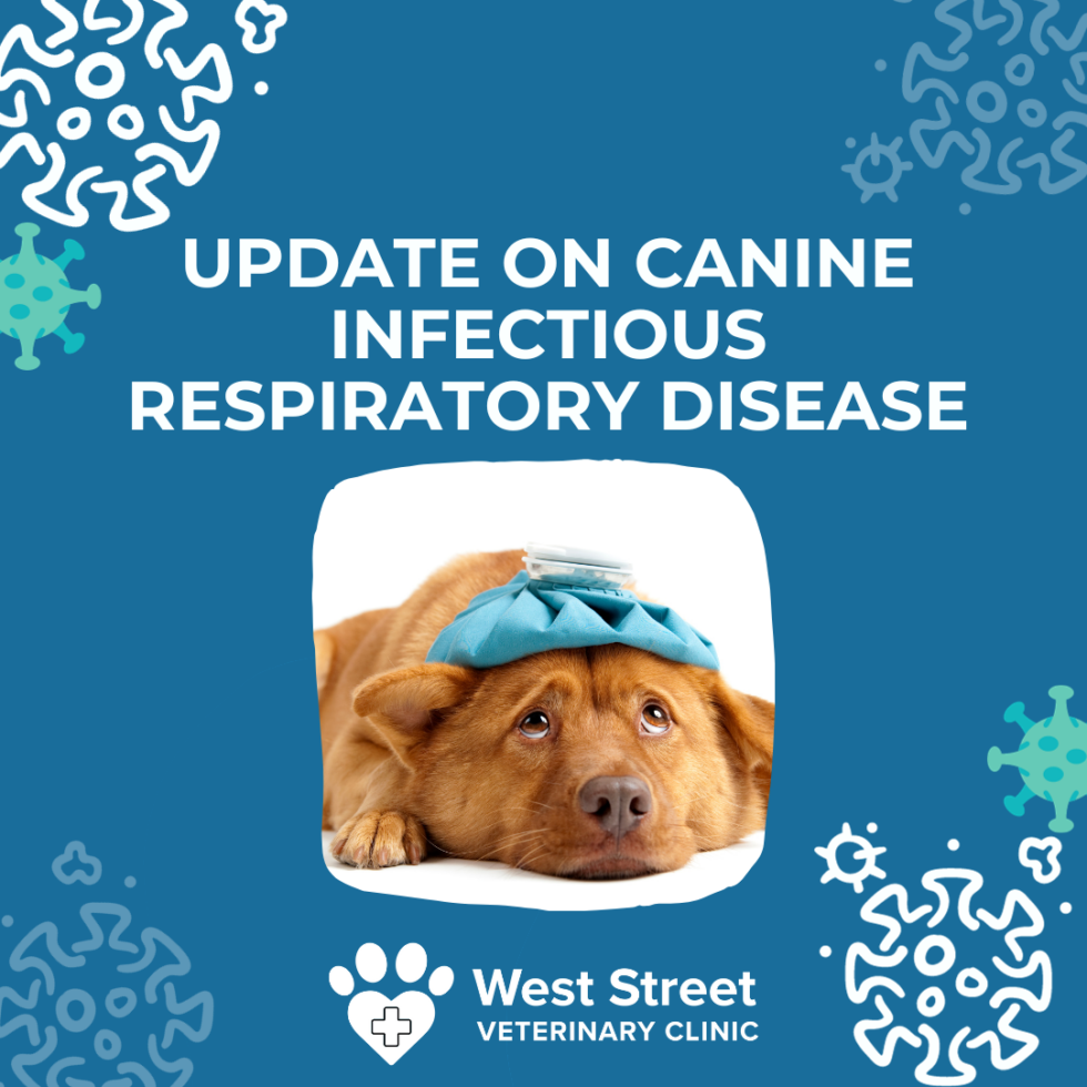 New form of canine infectious respiratory disease West Street